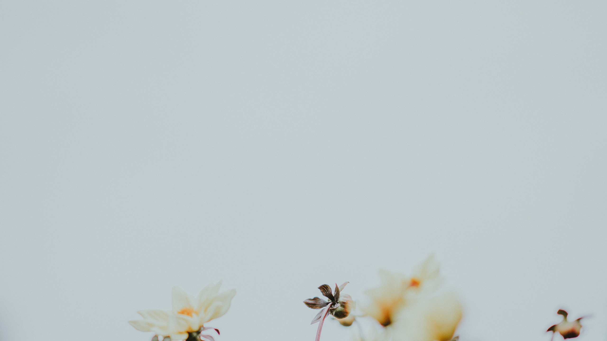 White and Yellow Flowers Under White Sky During Daytime. Wallpaper in 2560x1440 Resolution