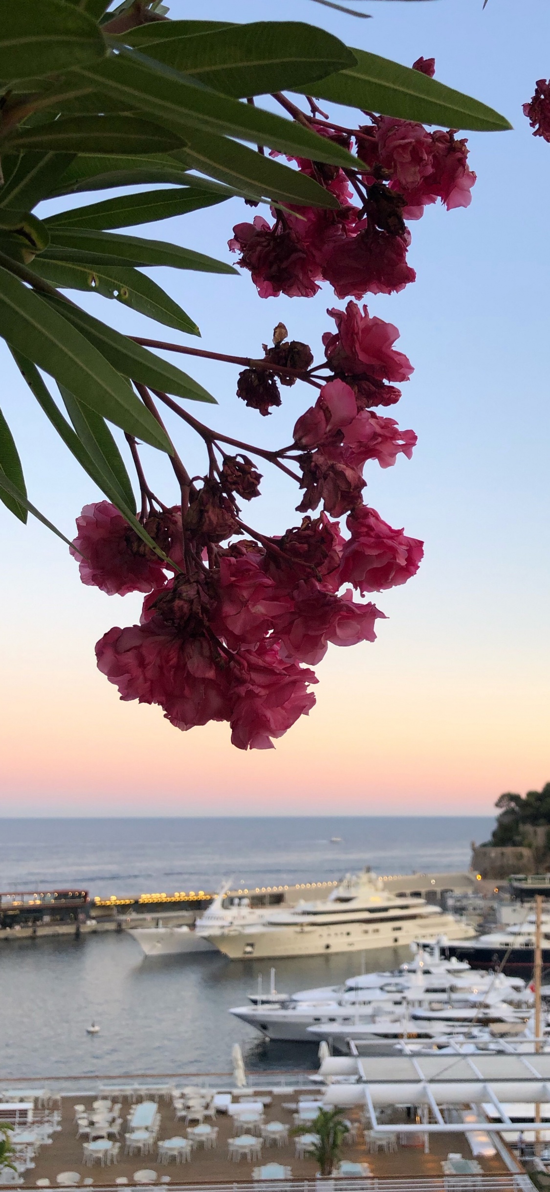Agua, Biología, Pétalo, Moto de Agua, Magenta. Wallpaper in 1125x2436 Resolution