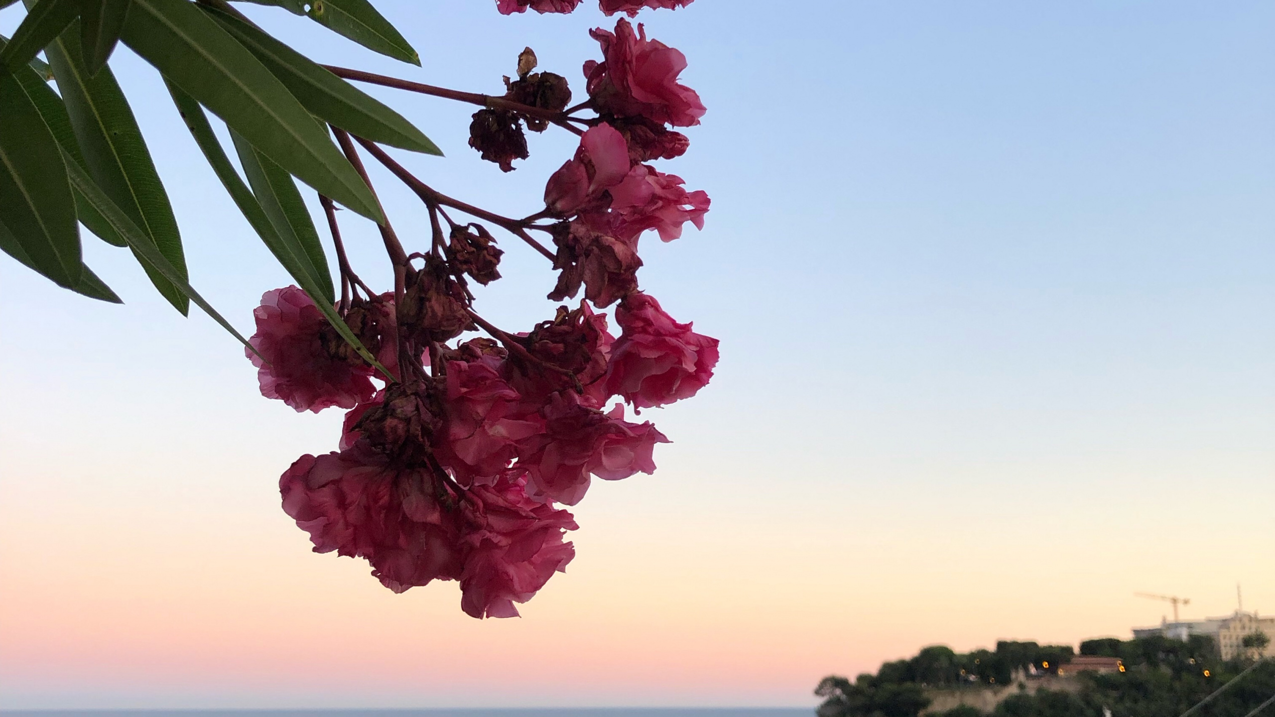 Blatt, Wasser, Biologie, Blütenblatt, Wasserfahrzeug. Wallpaper in 2560x1440 Resolution