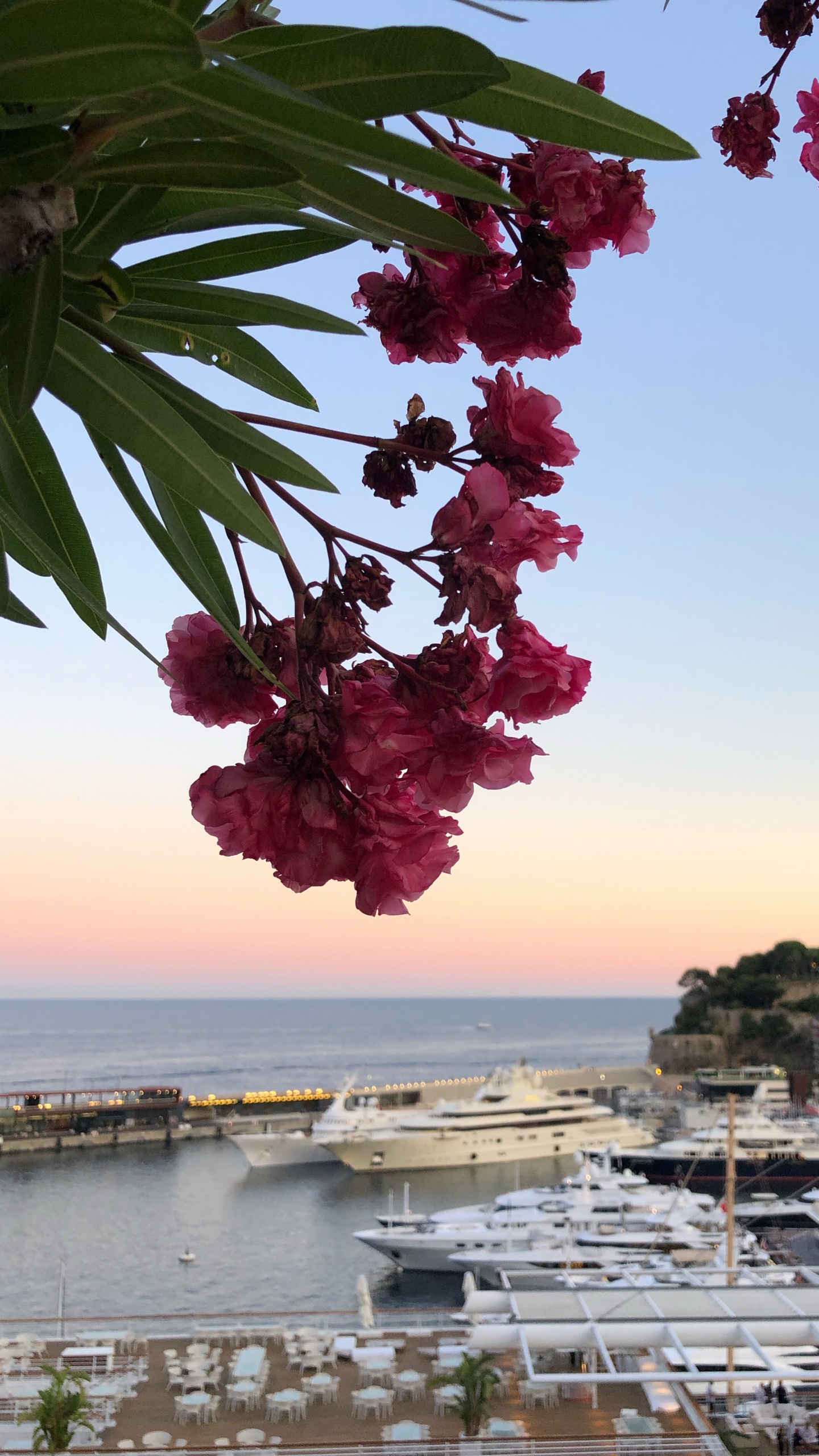 Feuille, Eau, Biologie, Pétale, Motomarine. Wallpaper in 1440x2560 Resolution