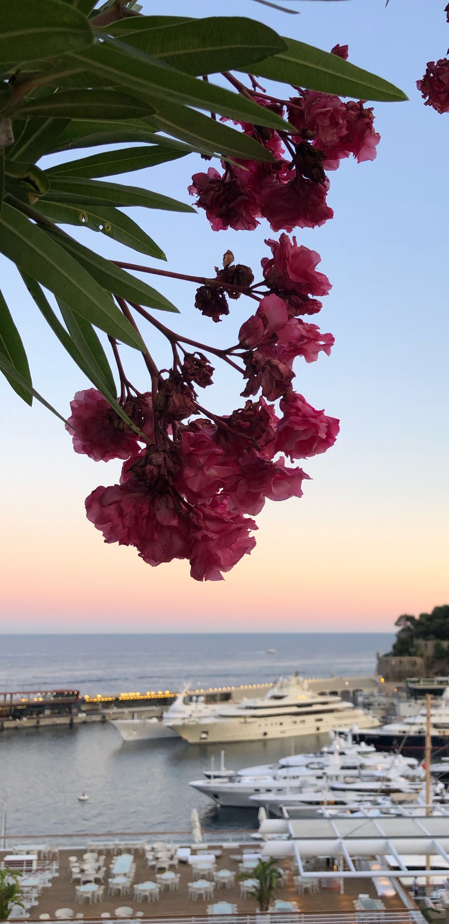 Leaf, Water, Biology, Petal, Watercraft. Wallpaper in 1440x2960 Resolution
