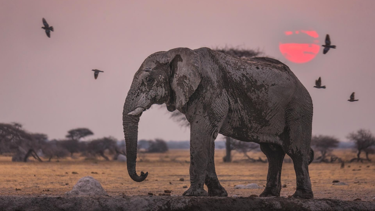 Elephant Walking on Brown Sand During Daytime. Wallpaper in 1280x720 Resolution