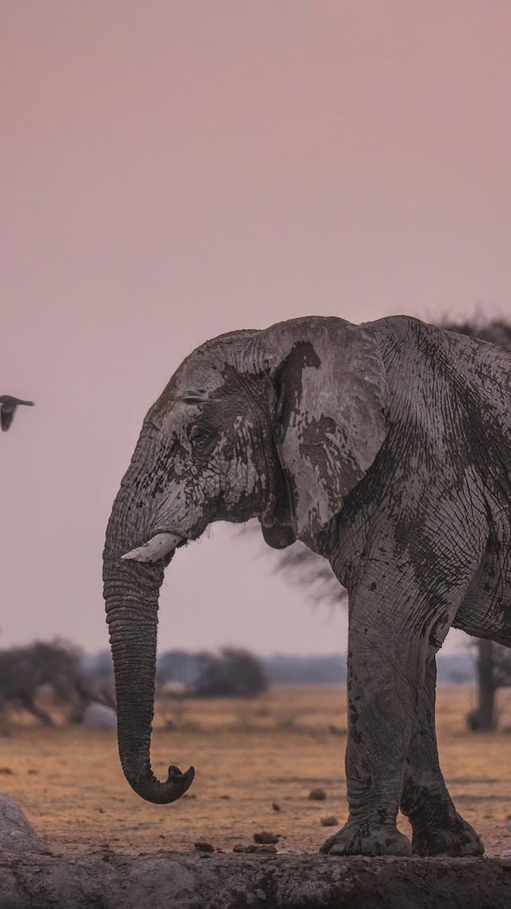 Elephant Walking on Brown Sand During Daytime. Wallpaper in 720x1280 Resolution