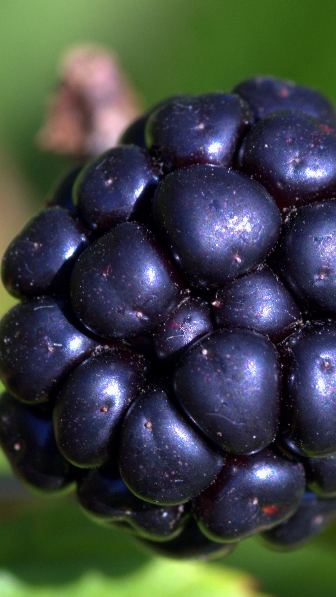 Fruta Negra en Hoja Verde. Wallpaper in 1080x1920 Resolution