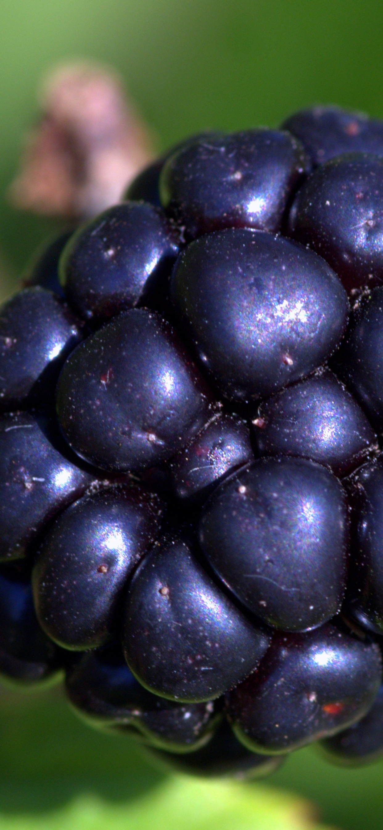 Fruit Noir Sur Feuille Verte. Wallpaper in 1242x2688 Resolution