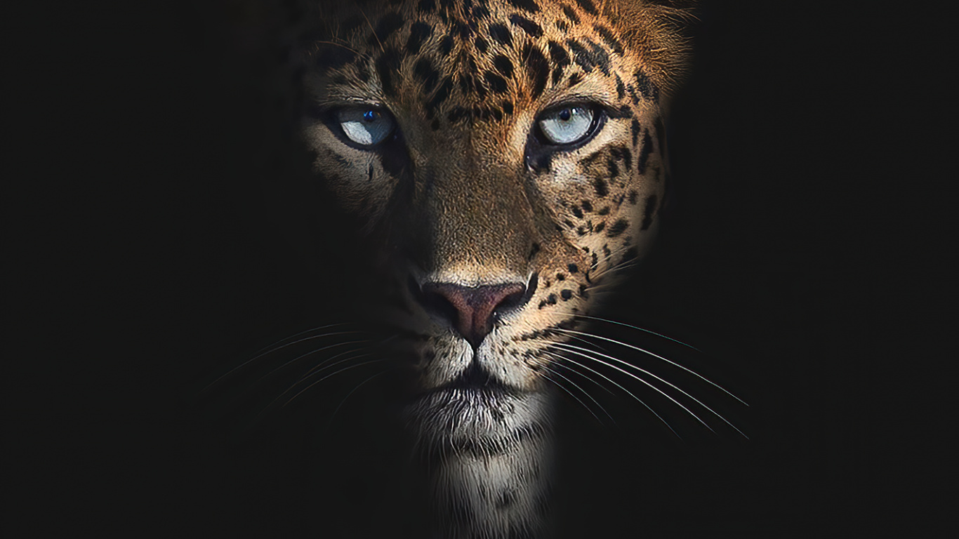 Leopard, Jaguar, Moustache, Felidae, Carnivores. Wallpaper in 1366x768 Resolution