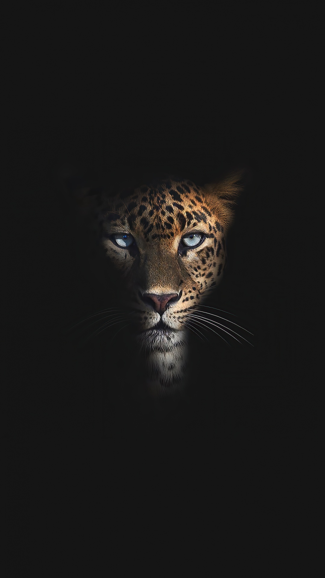 Tierwelt, Leopard, Fleischfresser, Jaguar, Backenbart. Wallpaper in 1080x1920 Resolution