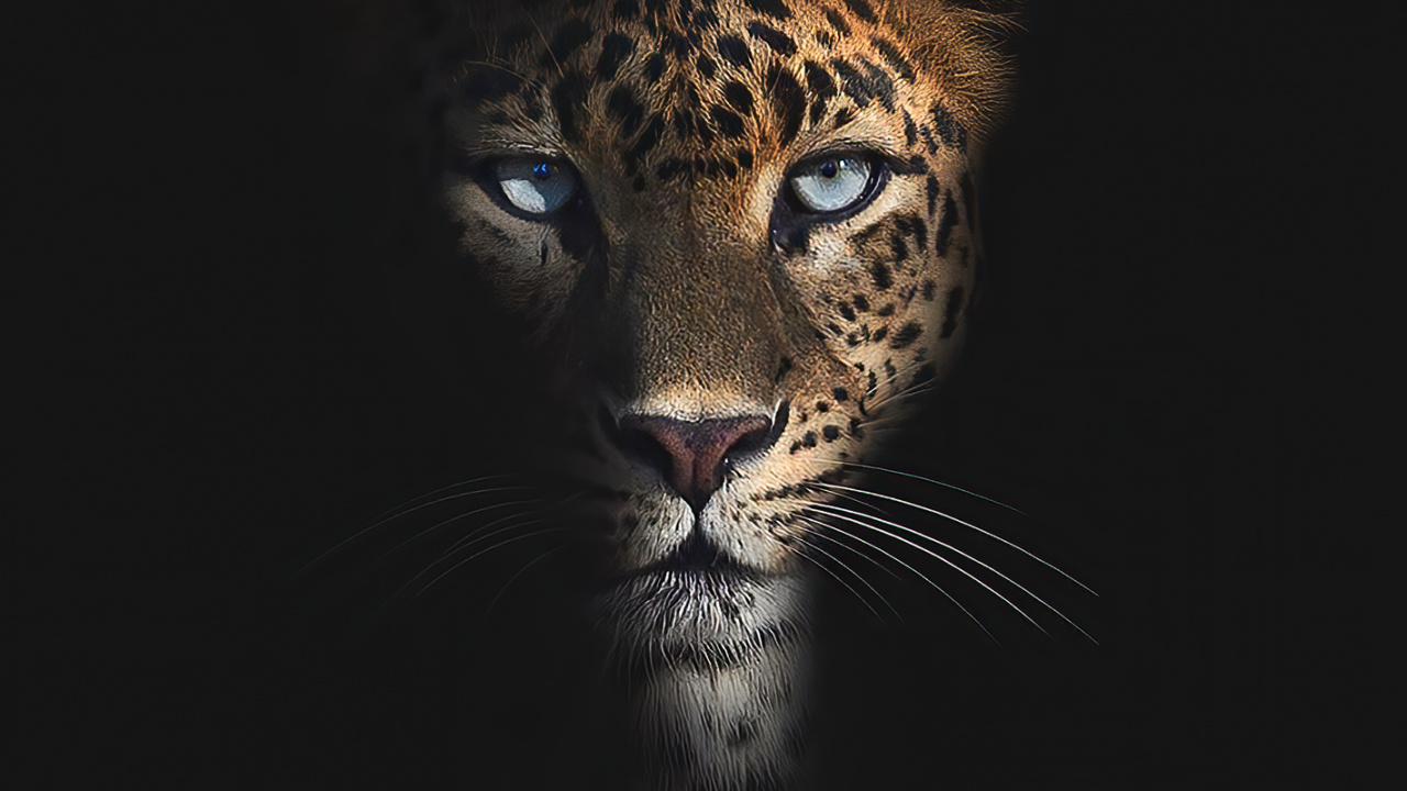Tierwelt, Leopard, Fleischfresser, Jaguar, Backenbart. Wallpaper in 1280x720 Resolution