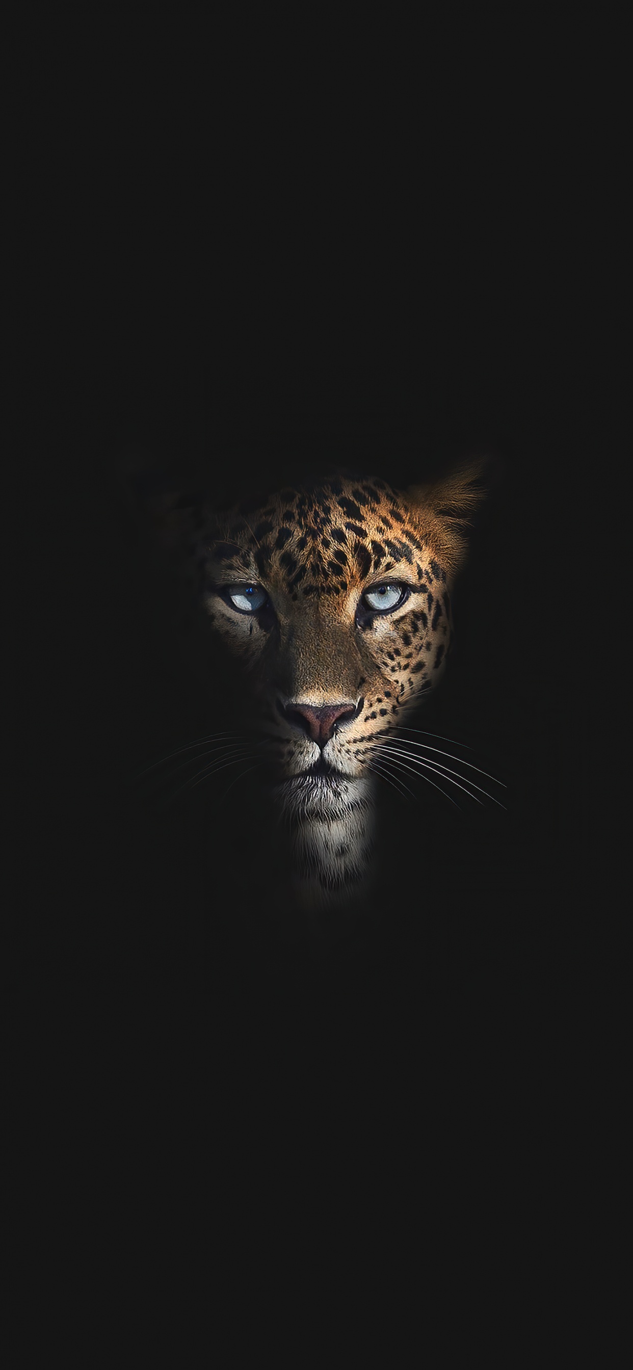 Wildlife, Leopard, Carnivores, Jaguar, Whiskers. Wallpaper in 1242x2688 Resolution