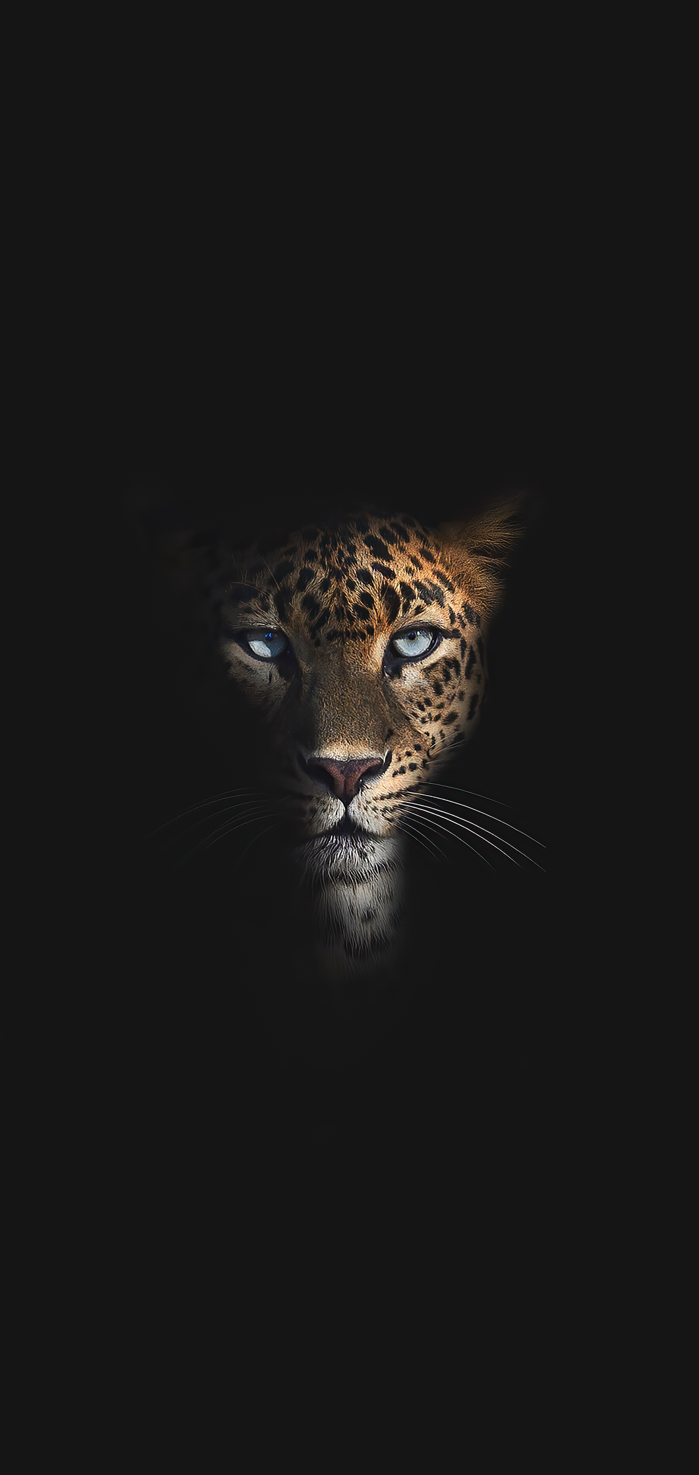 Jaguar Wallpaper  iPhone Android  Desktop Backgrounds