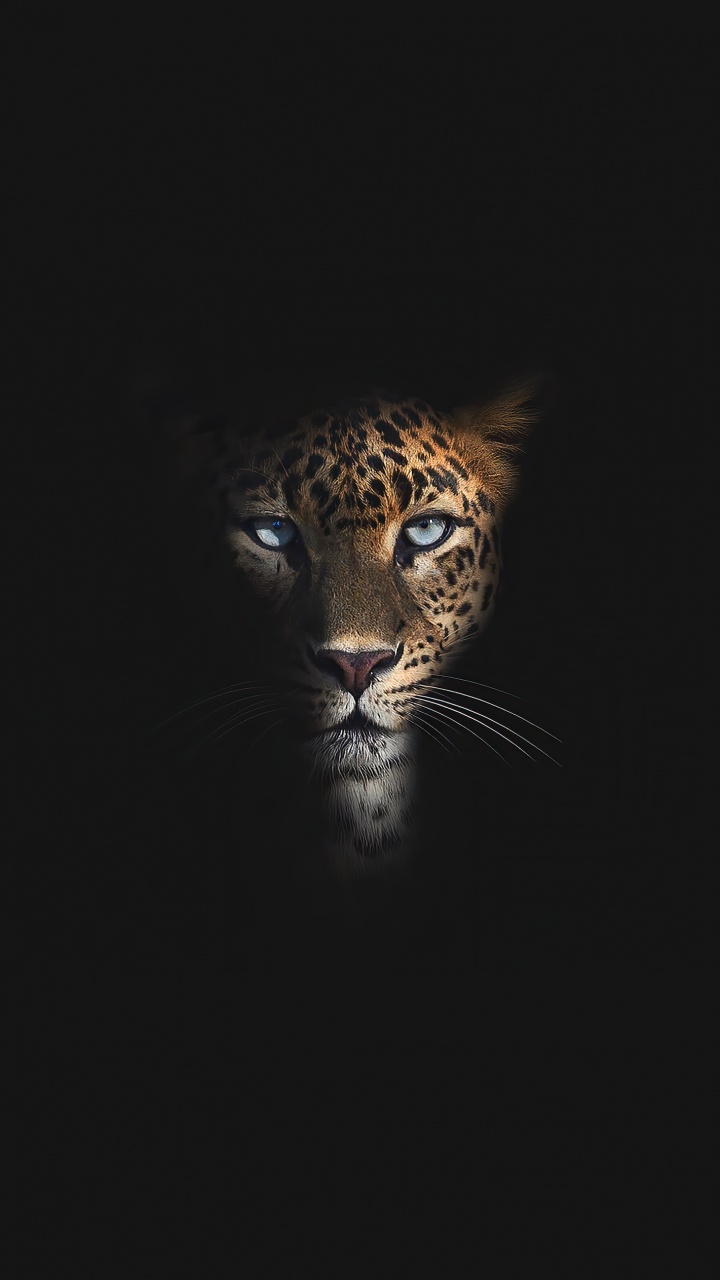 Wildlife, Leopard, Carnivores, Jaguar, Whiskers. Wallpaper in 720x1280 Resolution