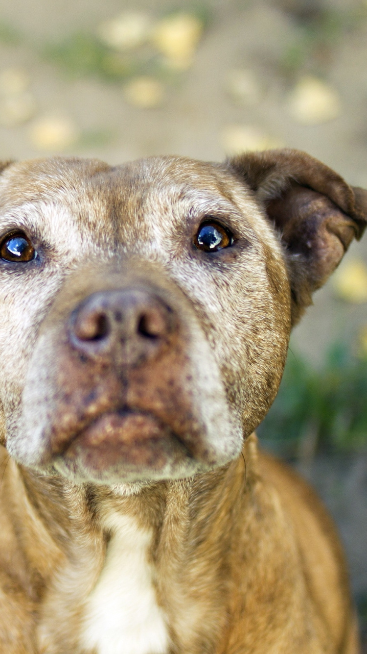 Cachorro de Mezcla de Pitbull Terrier Americano Marrón y Blanco. Wallpaper in 750x1334 Resolution