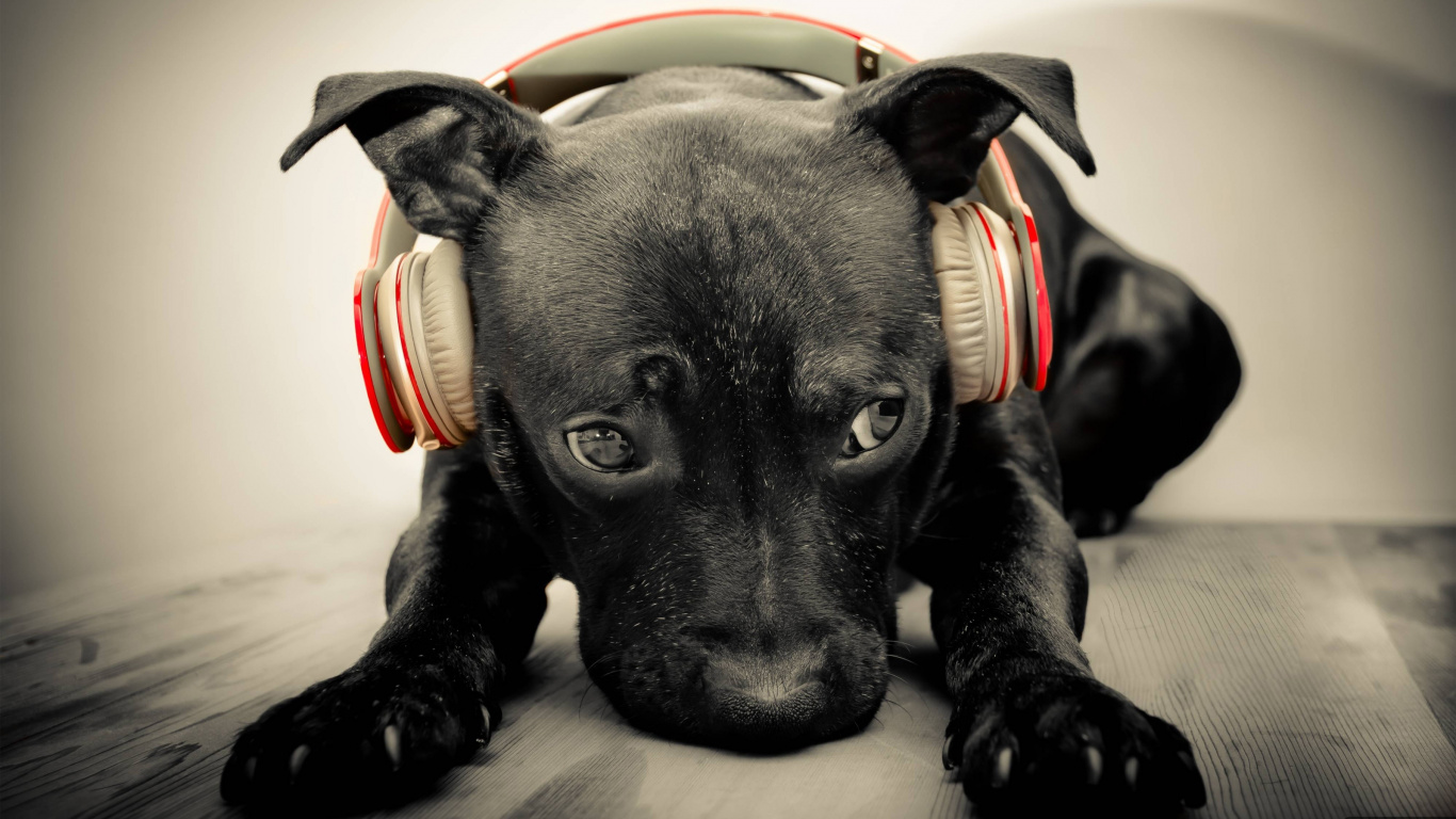 le Labrador Retriever, Chiot, Race de Chien, Chien, Chien de Chasse. Wallpaper in 1366x768 Resolution