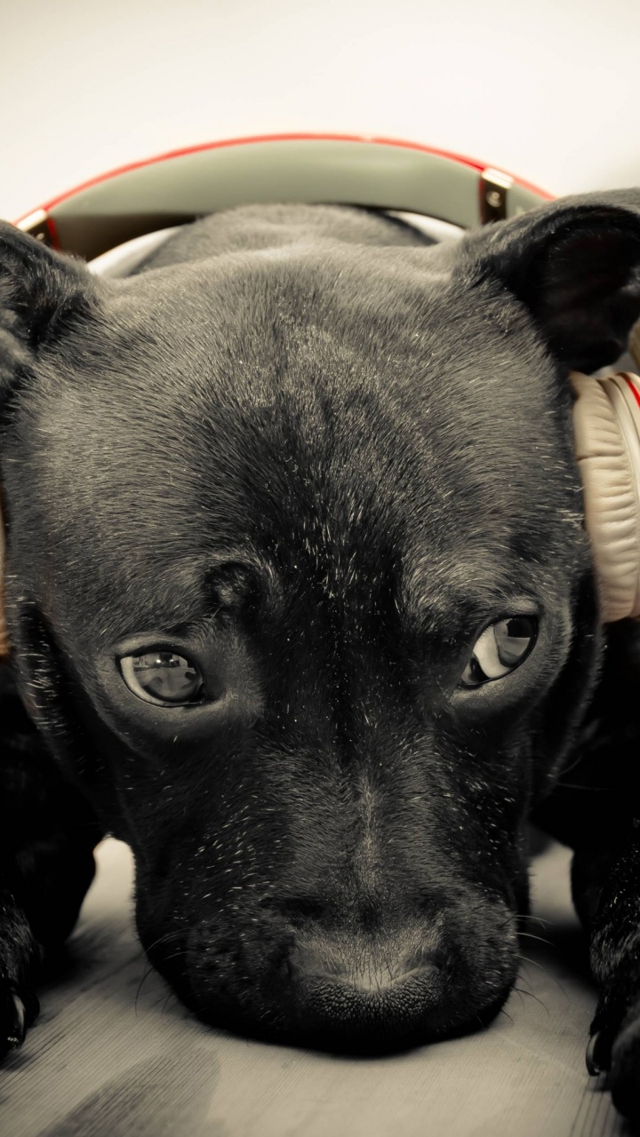 le Labrador Retriever, Chiot, Race de Chien, Chien, Chien de Chasse. Wallpaper in 720x1280 Resolution