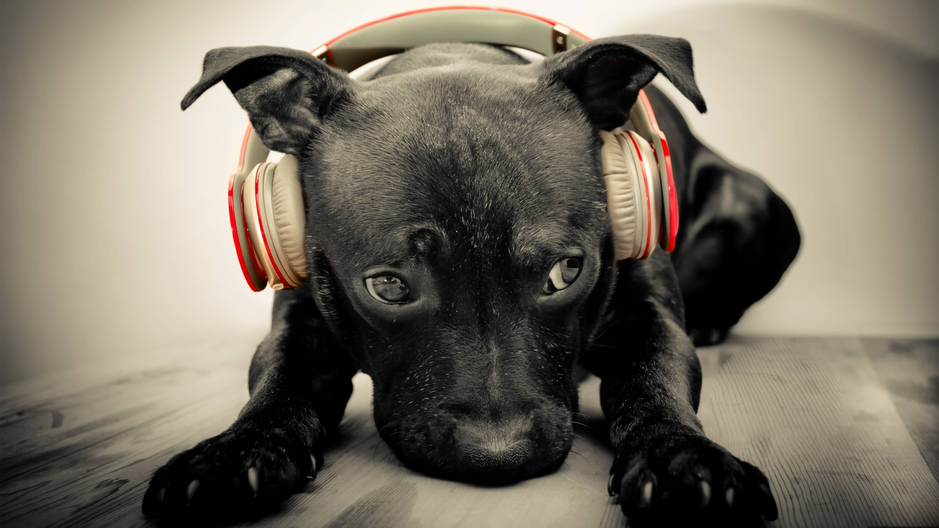 Labrador Retriever, Puppy, Dog Breed, Dog, Snout. Wallpaper in 1920x1080 Resolution