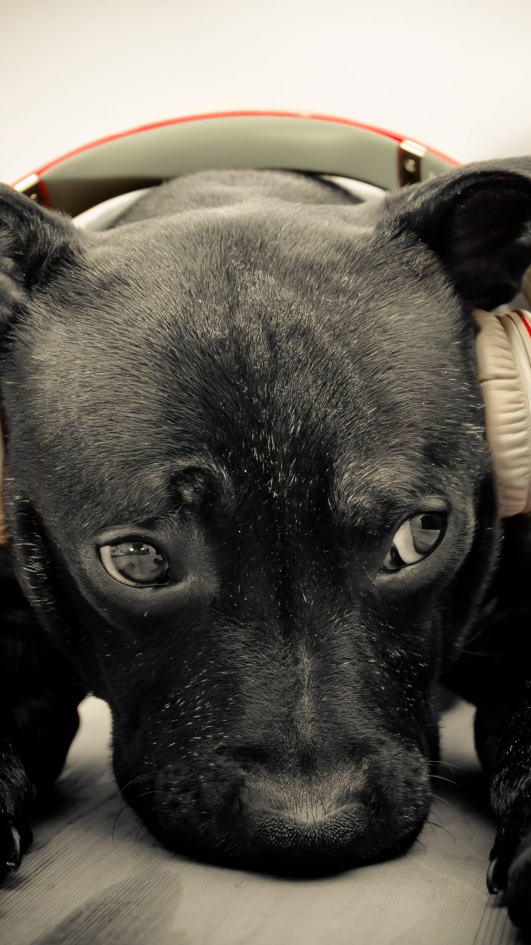 Labrador Retriever, Puppy, Dog Breed, Dog, Snout. Wallpaper in 750x1334 Resolution