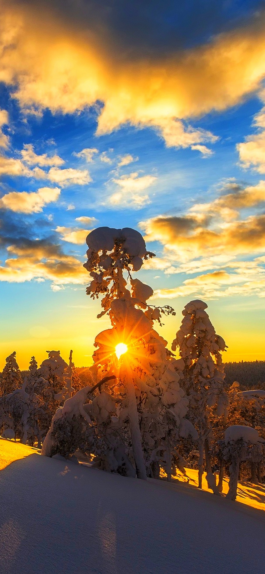 Arbres Verts Sur Champ Brun Sous Ciel Bleu Pendant la Journée. Wallpaper in 1125x2436 Resolution