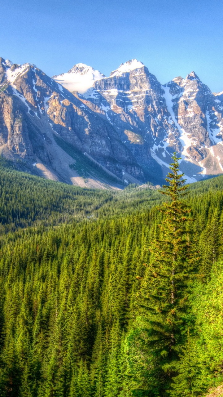 Grüne Kiefern in Der Nähe Von Schneebedeckten Bergen Tagsüber During. Wallpaper in 720x1280 Resolution