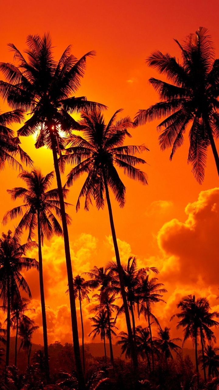 Silhouette of Palm Trees During Sunset. Wallpaper in 720x1280 Resolution