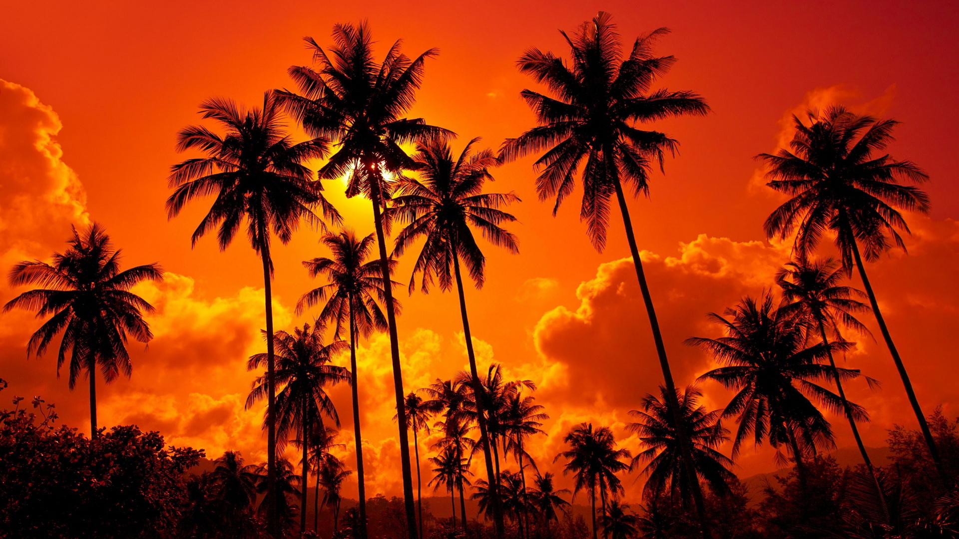 Silhouette Von Palmen Bei Sonnenuntergang. Wallpaper in 1920x1080 Resolution