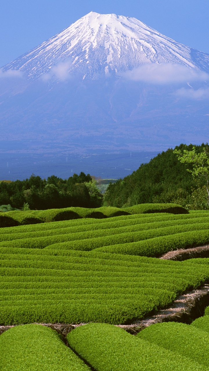 Green Grass Field Near Mountain Under Blue Sky During Daytime. Wallpaper in 720x1280 Resolution