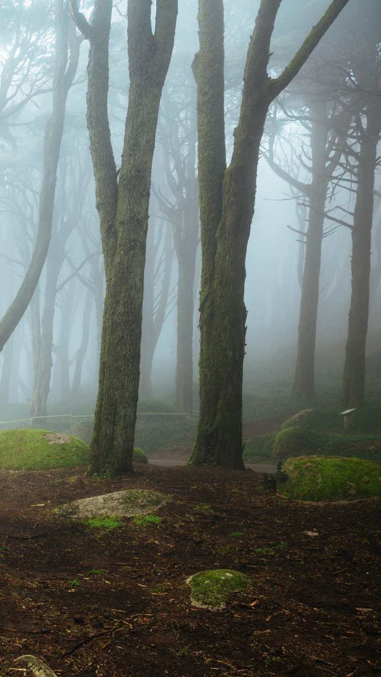 Musgo Verde en el Tronco de un Árbol Marrón. Wallpaper in 750x1334 Resolution