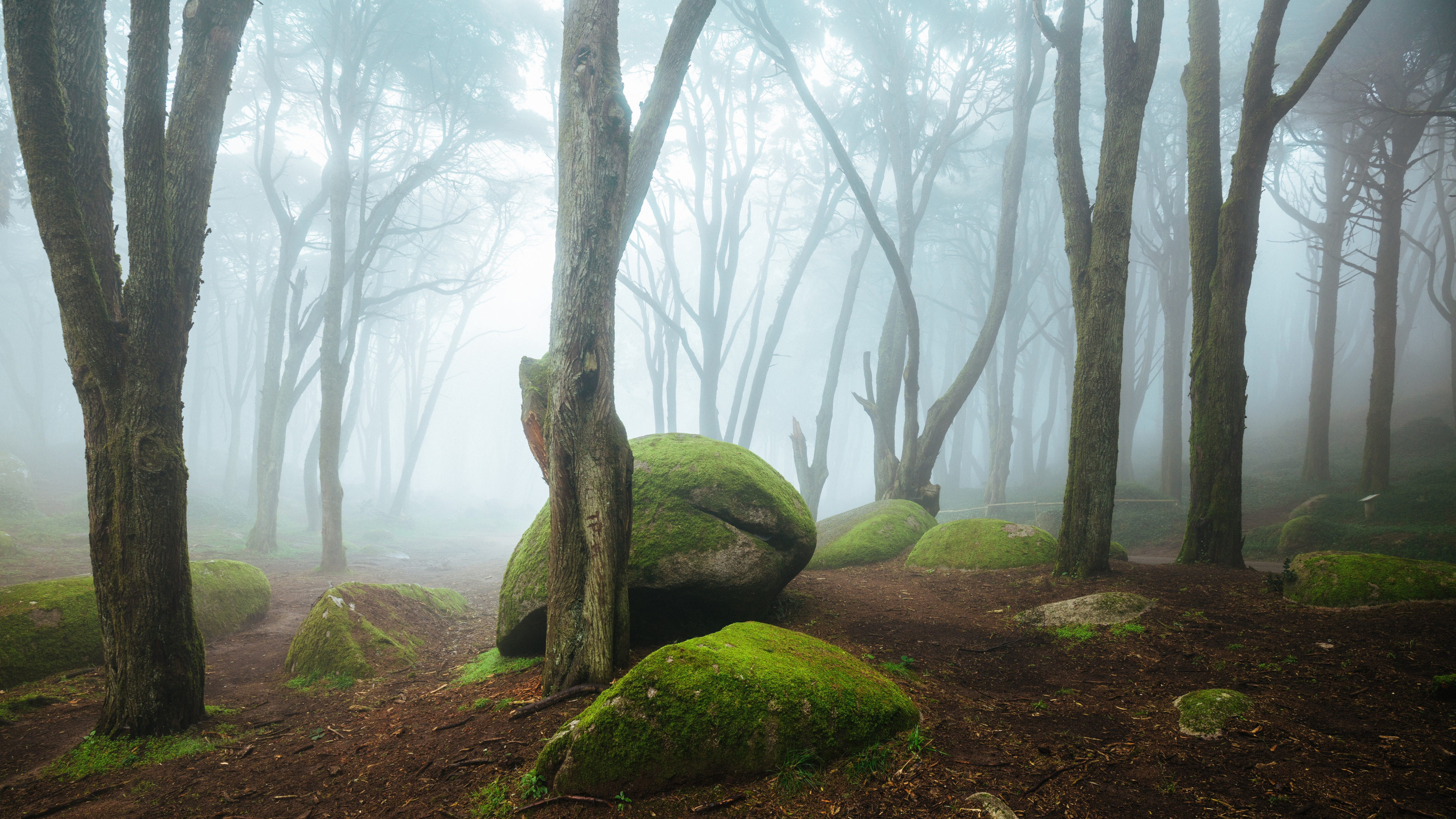 Mousse Verte Sur Tronc D'arbre Brun. Wallpaper in 3840x2160 Resolution