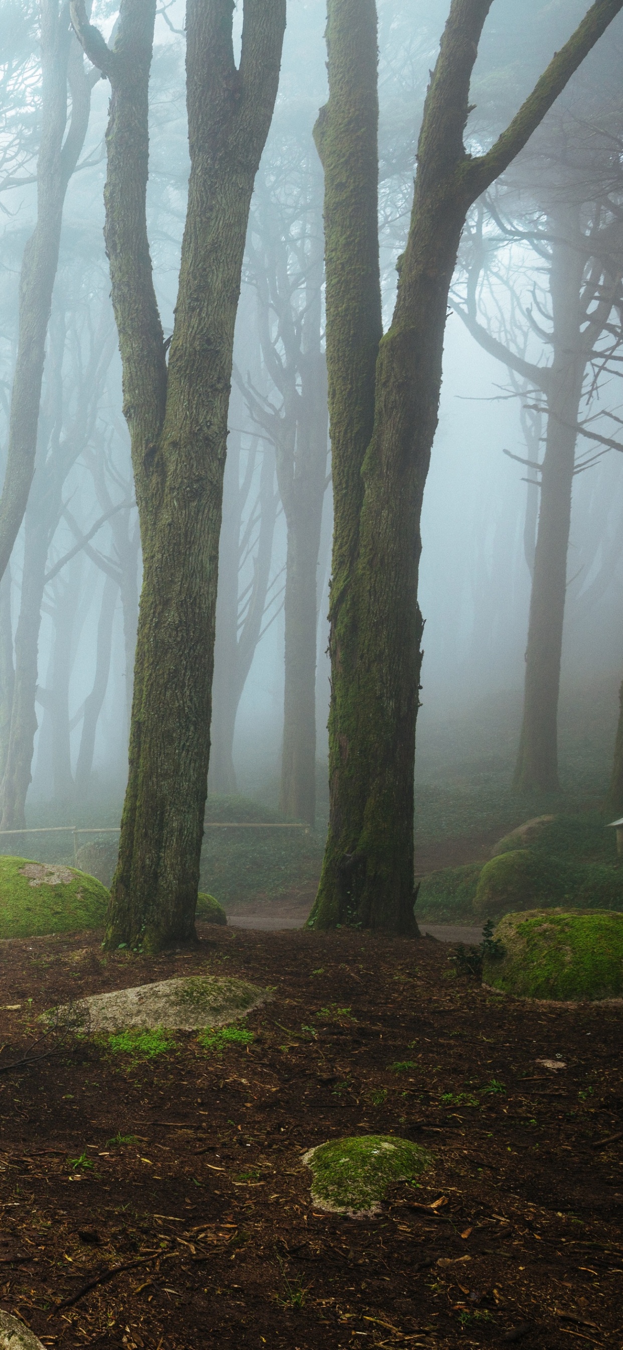Grünes Moos Auf Braunem Baumstamm. Wallpaper in 1242x2688 Resolution
