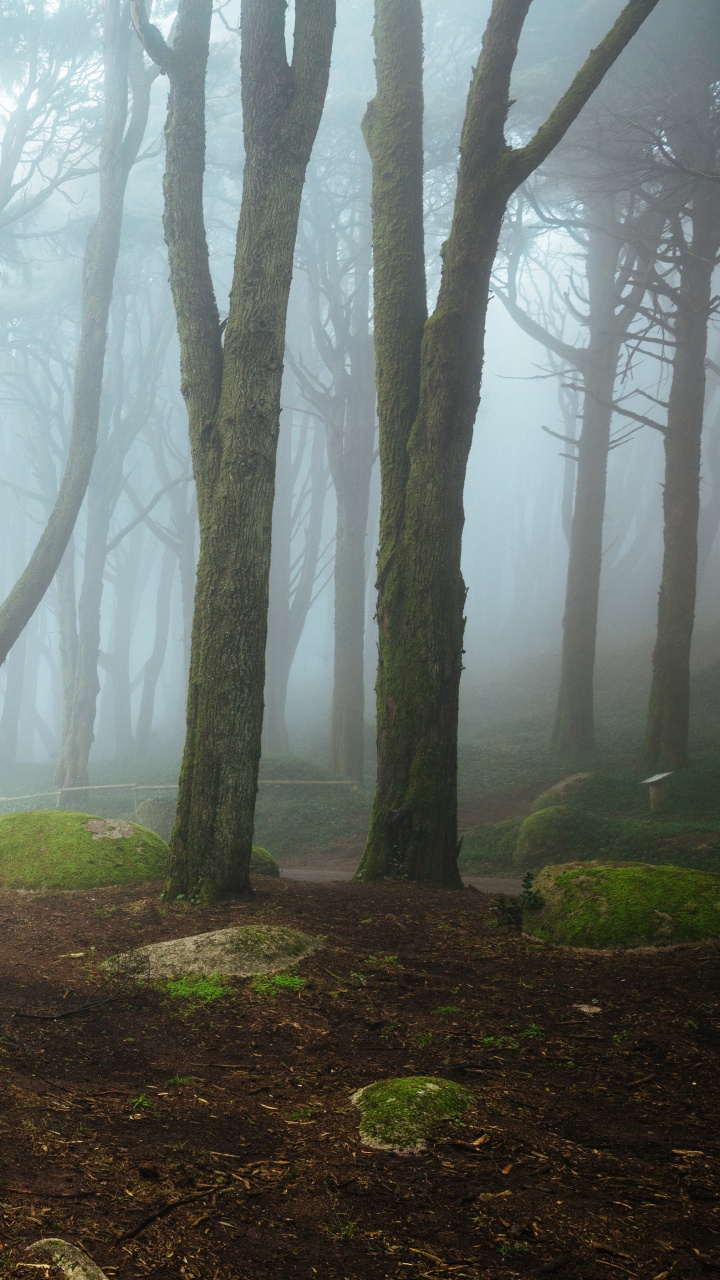 Grünes Moos Auf Braunem Baumstamm. Wallpaper in 720x1280 Resolution