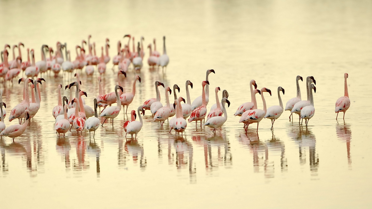 Flock of Flamingos on Water During Daytime. Wallpaper in 1280x720 Resolution