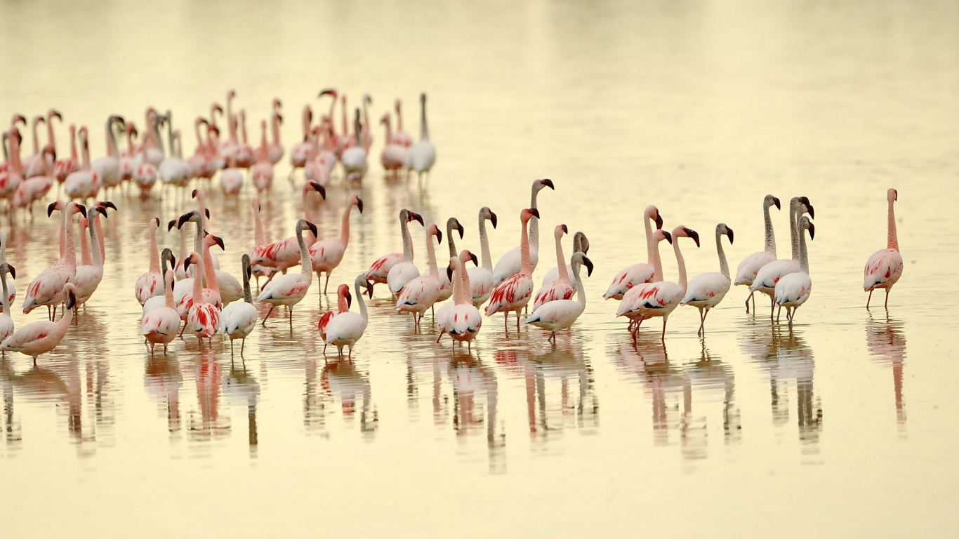 Troupeau de Flamants Roses Sur L'eau Pendant la Journée. Wallpaper in 1366x768 Resolution