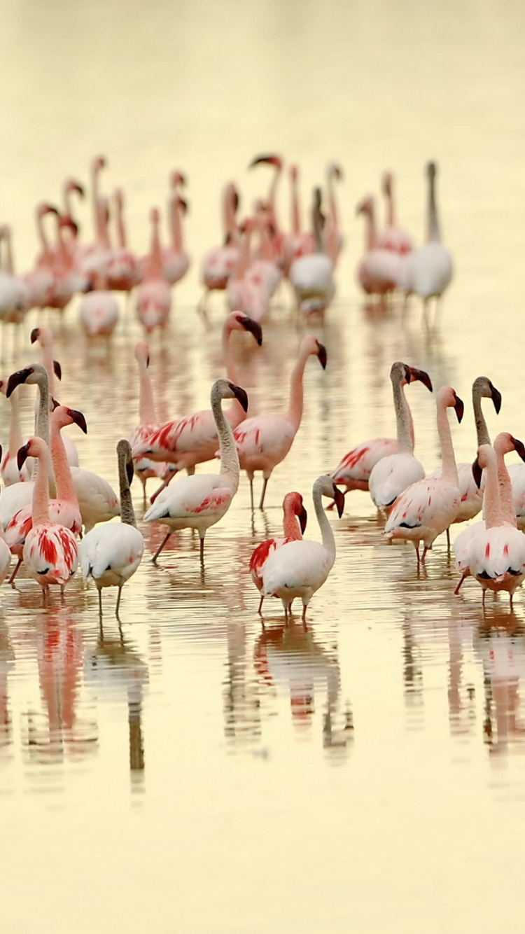 Flamingos Auf Dem Wasser Tagsüber. Wallpaper in 750x1334 Resolution