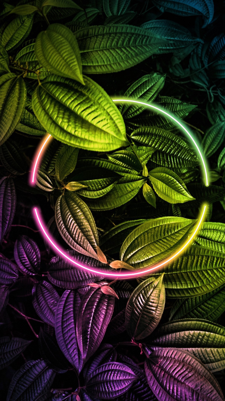 Blatt, Botanik, Natur, Terrestrische Pflanzen, Kunst. Wallpaper in 750x1334 Resolution