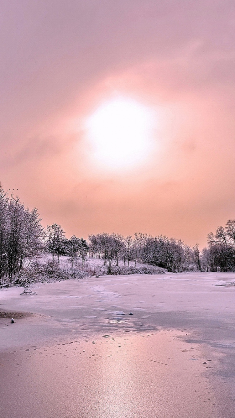 Snow Covered Trees During Daytime. Wallpaper in 750x1334 Resolution