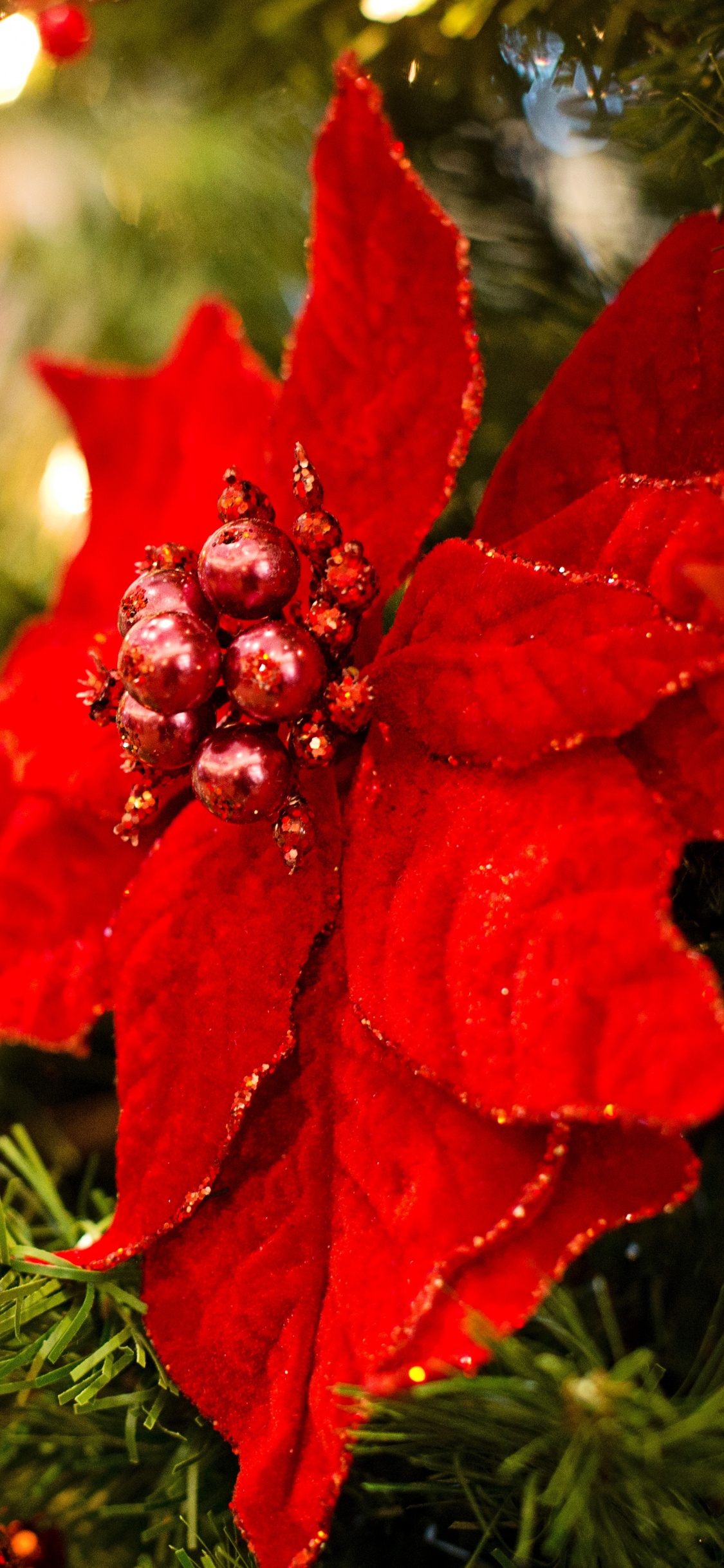 Poinsettia, Christmas Day, Christmas Decoration, Christmas Ornament, Christmas. Wallpaper in 1125x2436 Resolution
