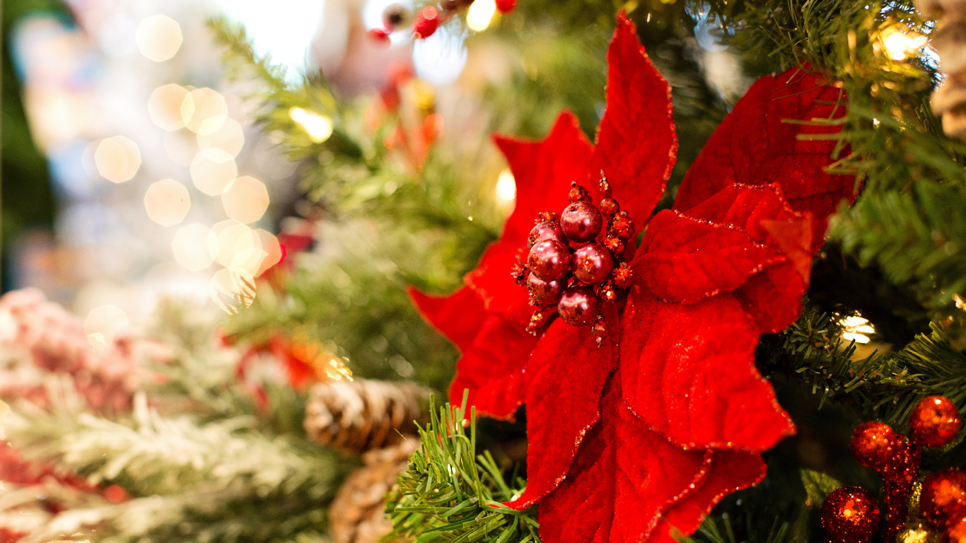 Poinsettia, Christmas Day, Christmas Decoration, Christmas Ornament, Christmas. Wallpaper in 1366x768 Resolution