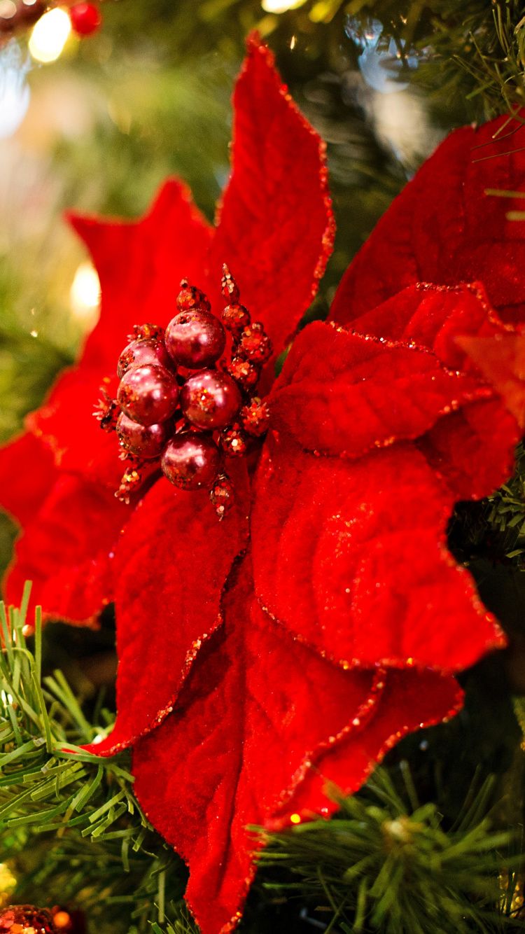 la Flor de Pascua, El Día De Navidad, Decoración de la Navidad, Adorno de Navidad, Navidad. Wallpaper in 750x1334 Resolution