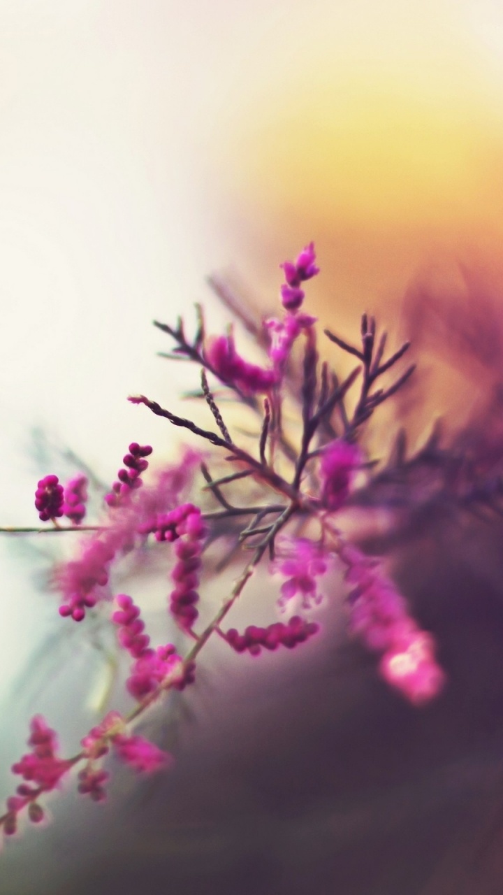 Rosa Blume in Tilt-Shift-Linse. Wallpaper in 720x1280 Resolution