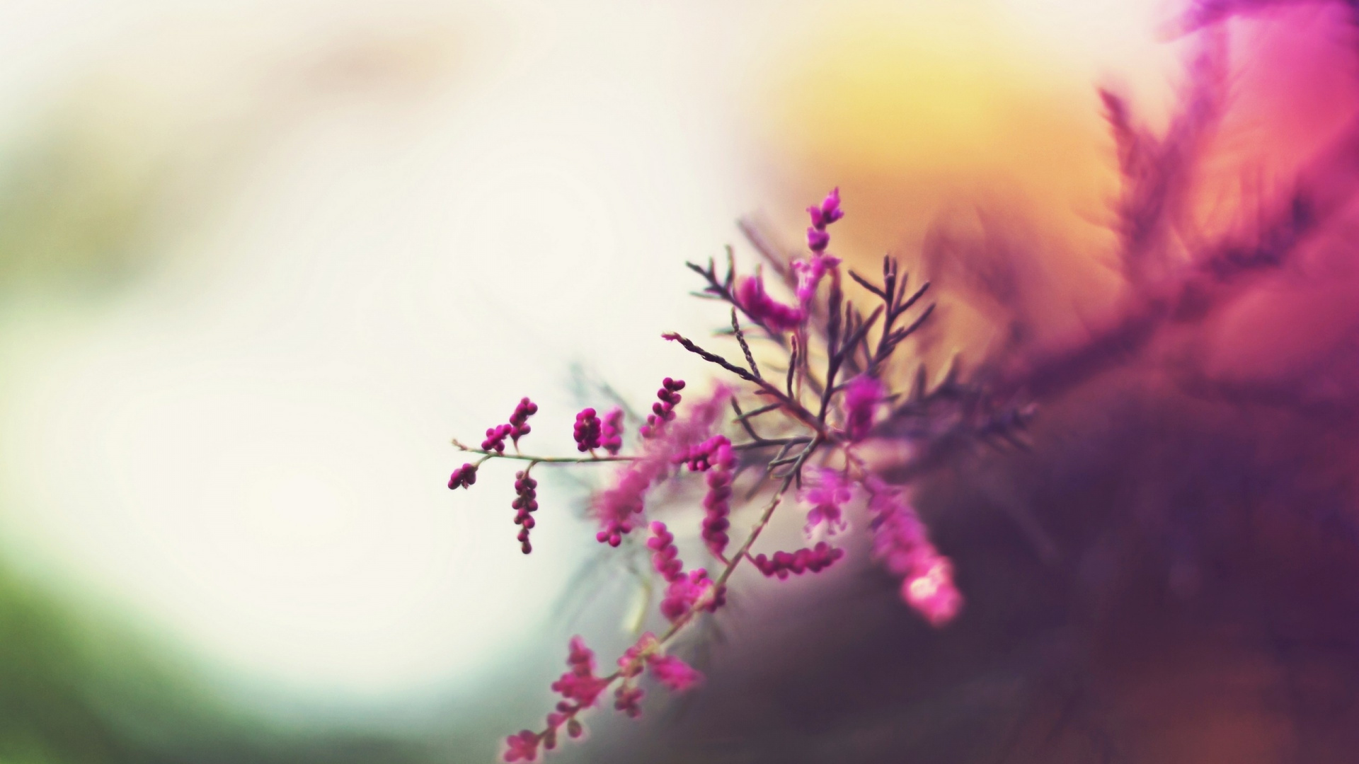 Pink Flower in Tilt Shift Lens. Wallpaper in 1920x1080 Resolution