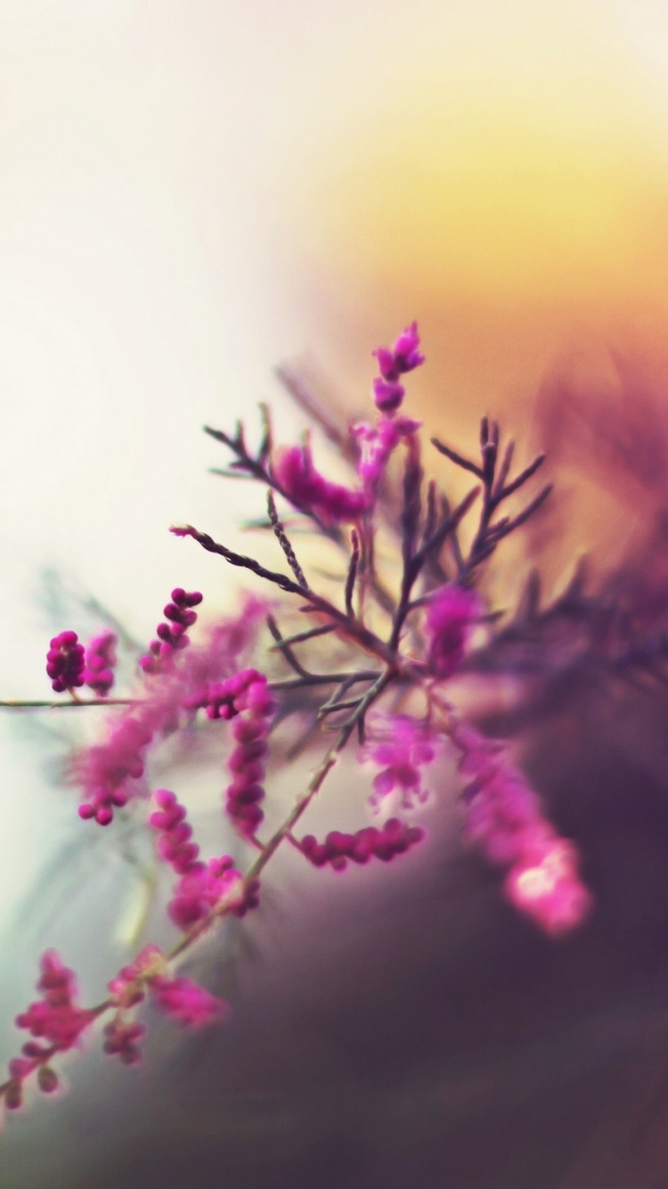 Pink Flower in Tilt Shift Lens. Wallpaper in 750x1334 Resolution