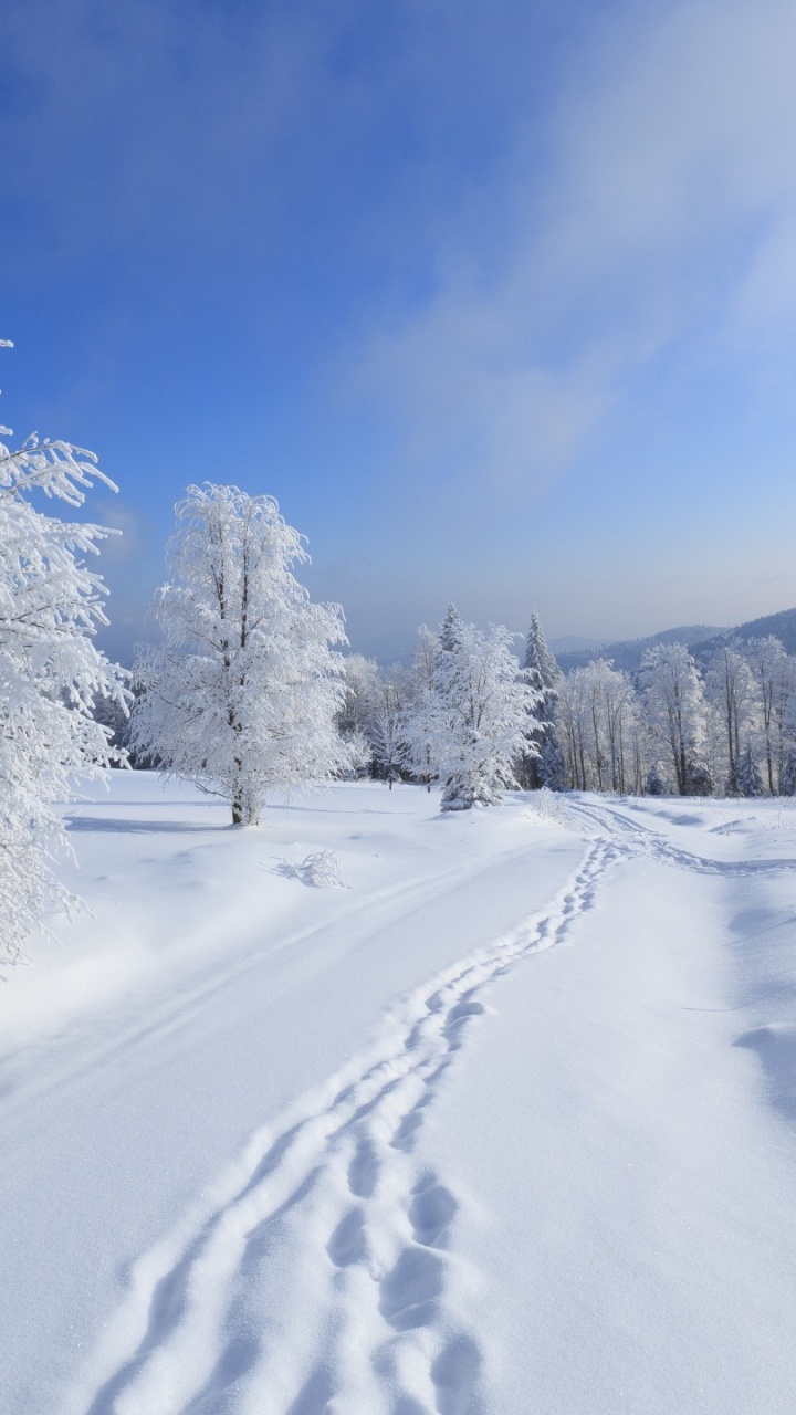 Snow Covered Trees Under Blue Sky During Daytime. Wallpaper in 720x1280 Resolution