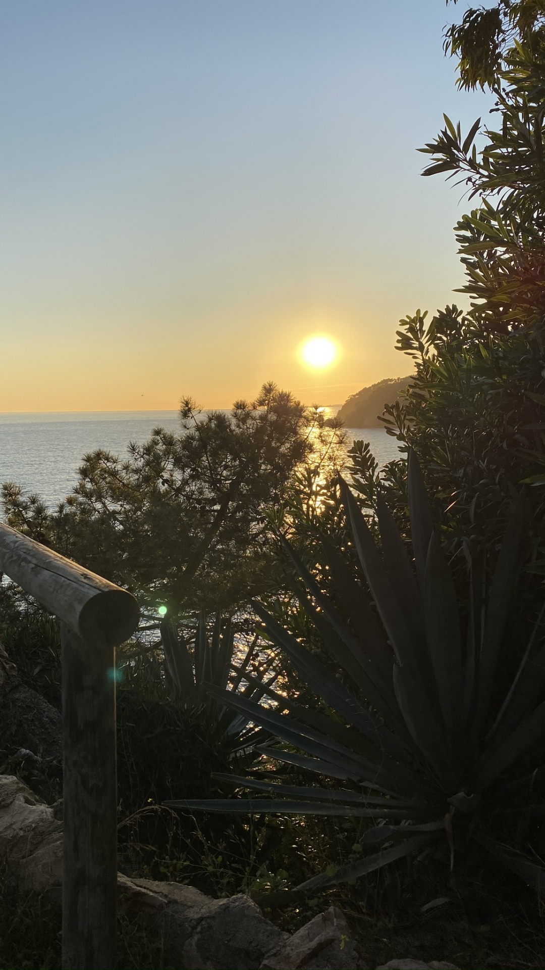 Sea, Palm Trees, Water, Vegetation, Sun. Wallpaper in 1080x1920 Resolution