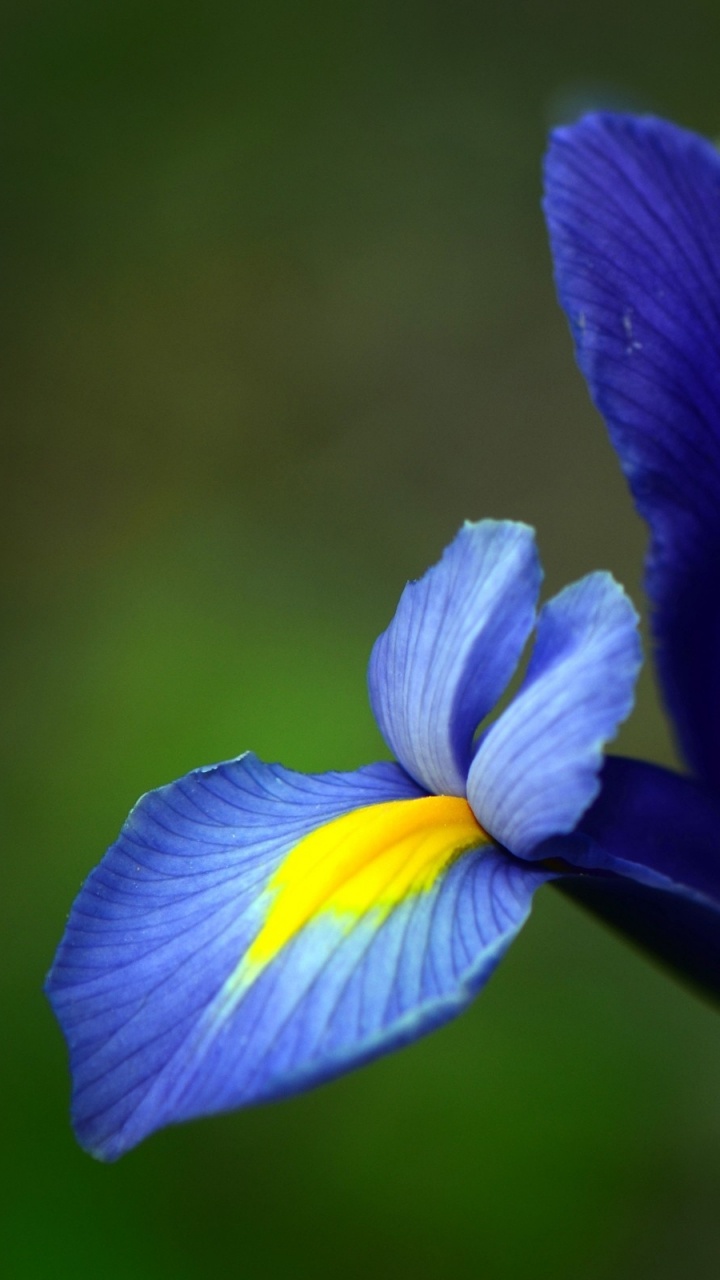 Fleur Violette et Jaune Dans L'objectif à Basculement. Wallpaper in 720x1280 Resolution