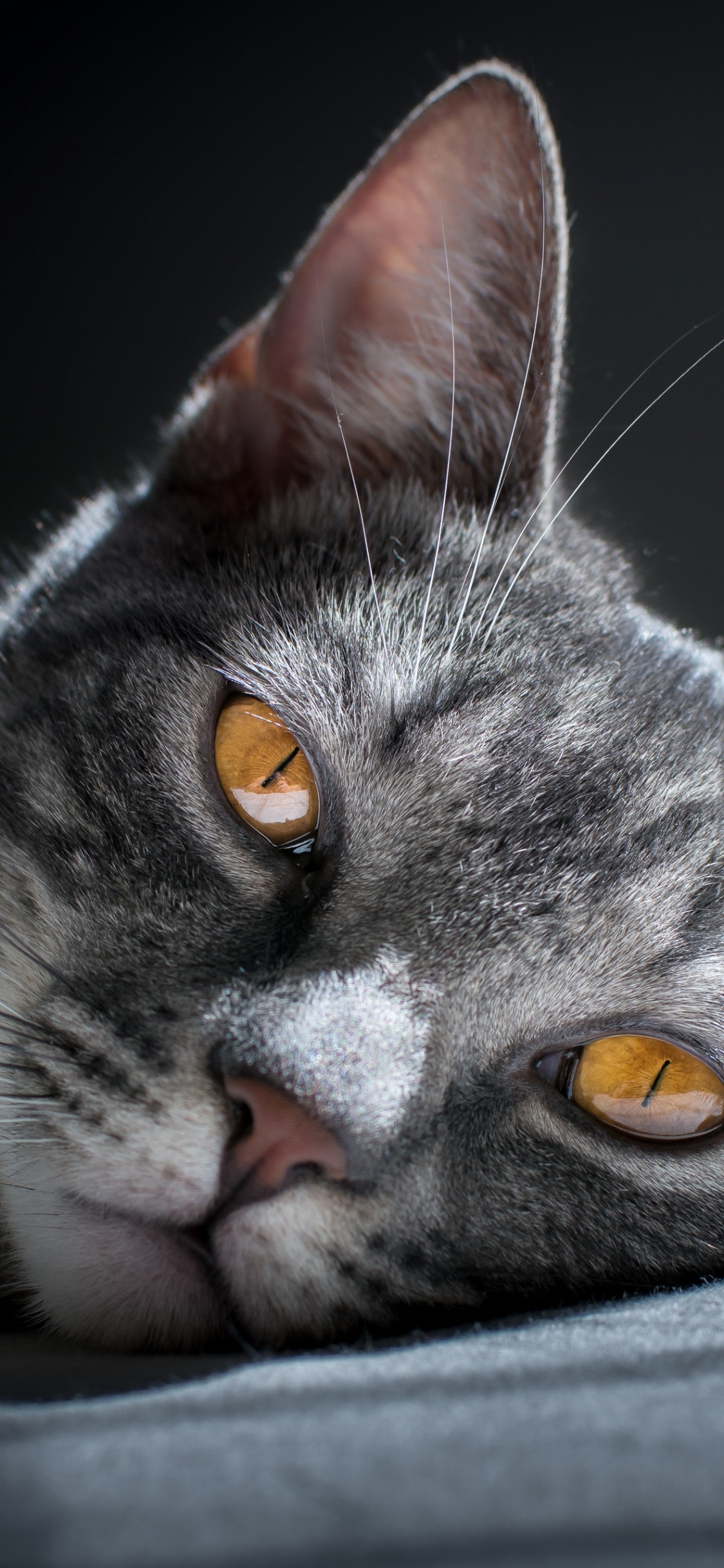 Gato Atigrado Plateado Acostado Sobre Textil Negro. Wallpaper in 1125x2436 Resolution