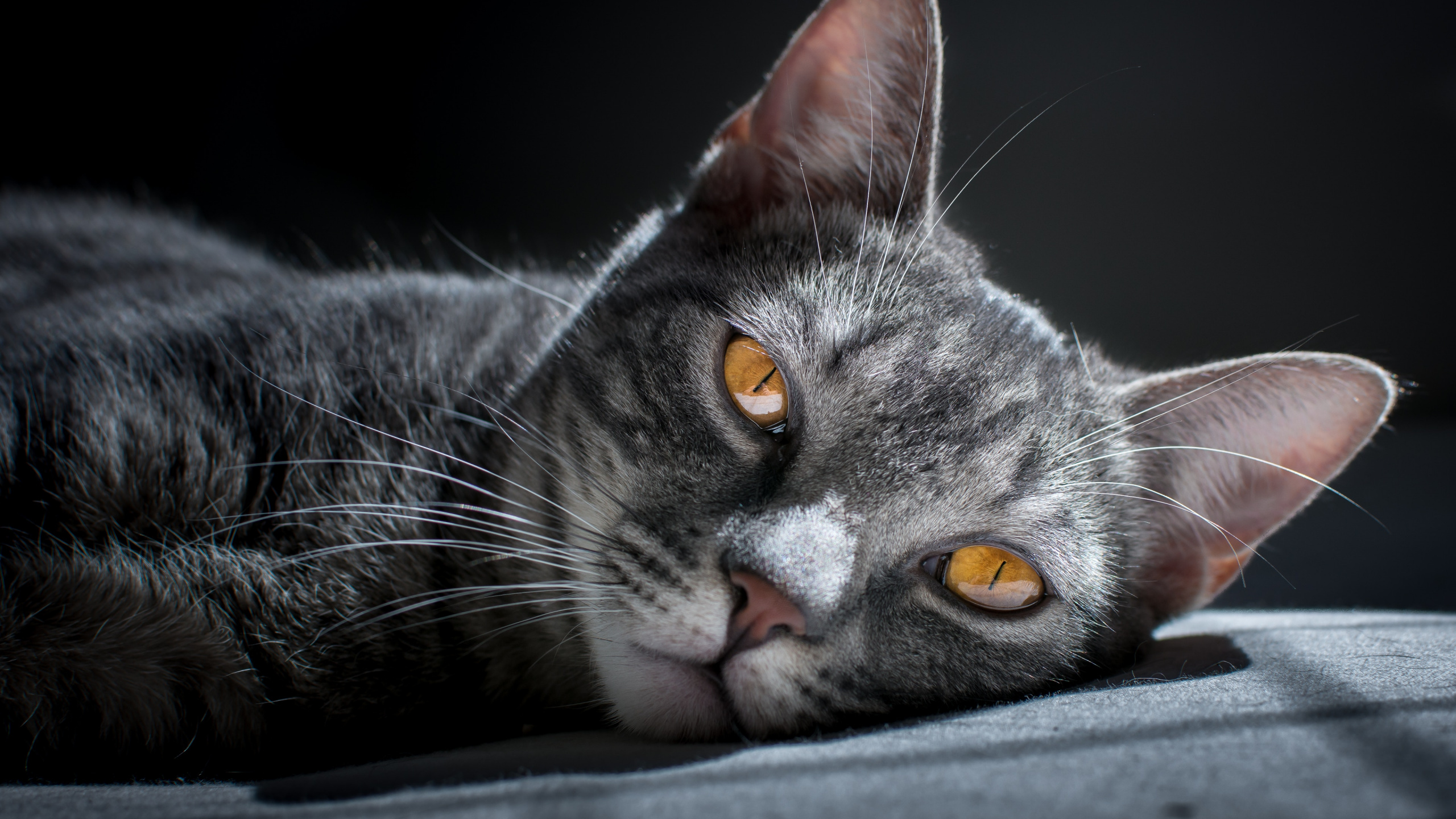 Gato Atigrado Plateado Acostado Sobre Textil Negro. Wallpaper in 2560x1440 Resolution