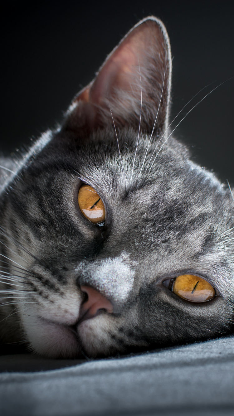 Gato Atigrado Plateado Acostado Sobre Textil Negro. Wallpaper in 750x1334 Resolution