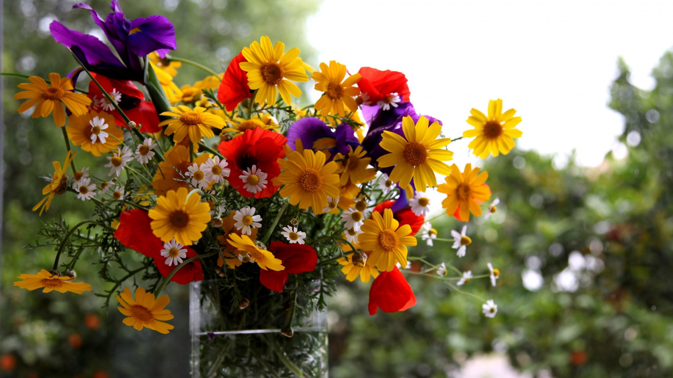 Red Yellow and Purple Flowers. Wallpaper in 1366x768 Resolution