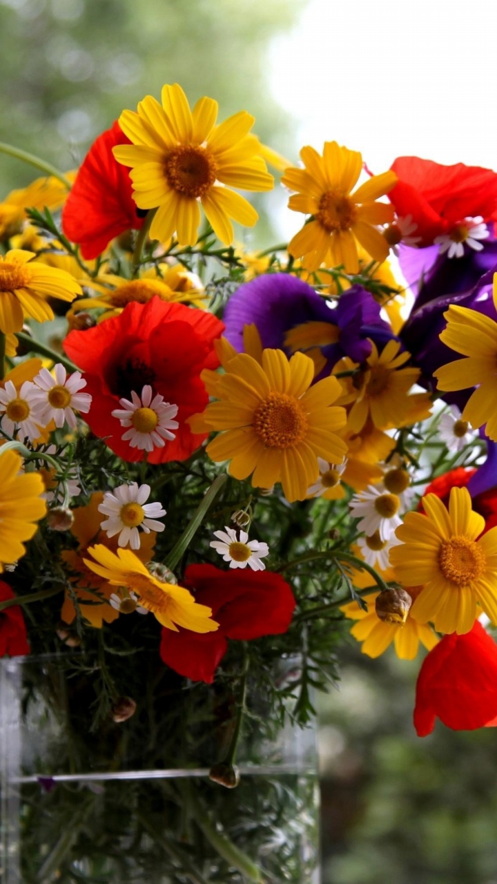 Rote Gelbe Und Violette Blumen. Wallpaper in 720x1280 Resolution