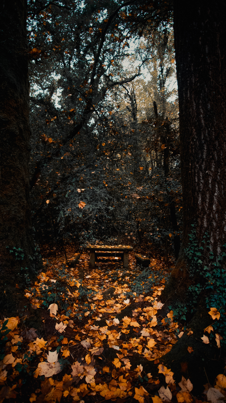 Woodland, Ciel, Forêt, Feuilles Caduques, Nature. Wallpaper in 750x1334 Resolution