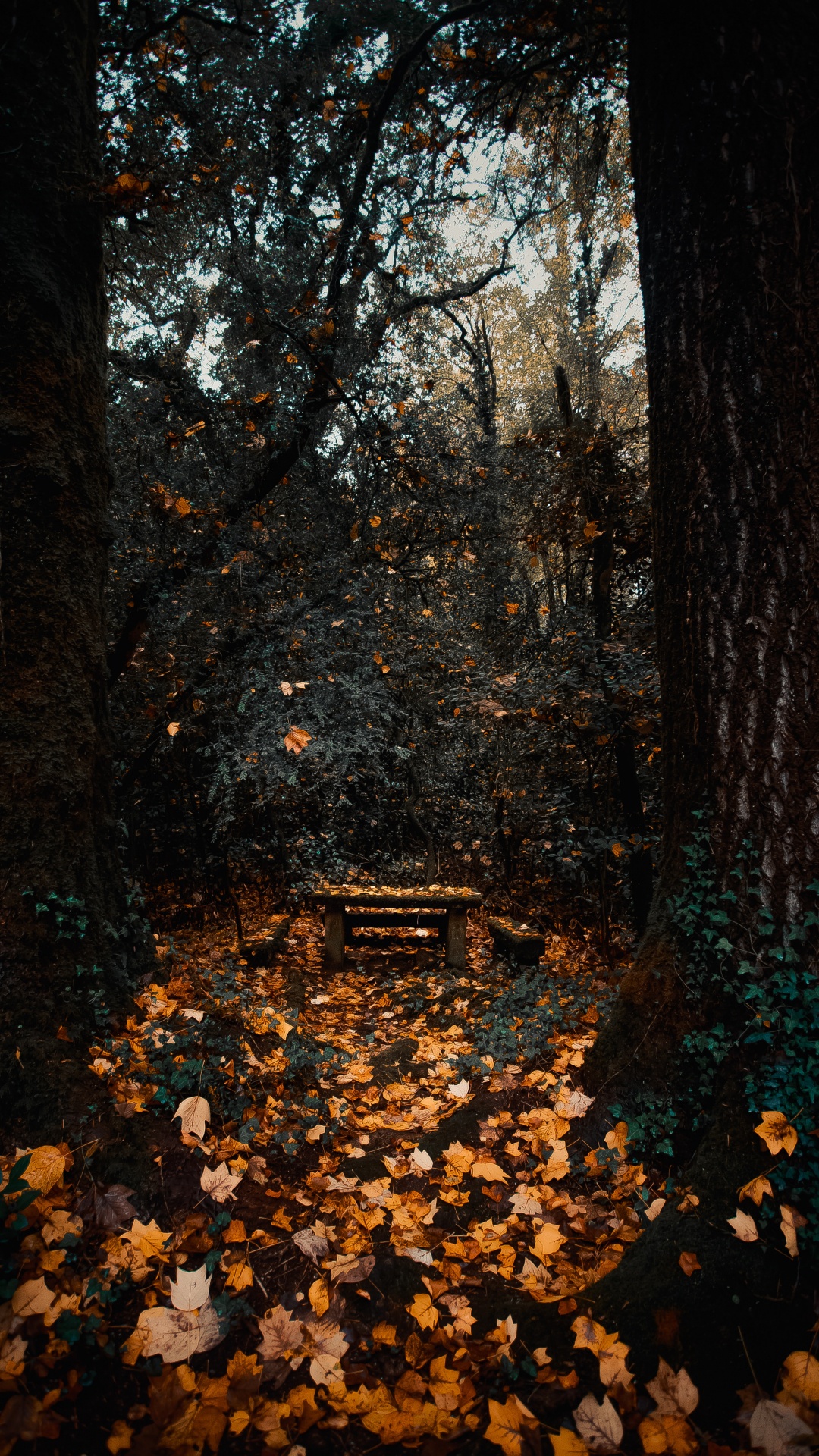 Woodland, Sky, Forest, Autumn, Deciduous. Wallpaper in 1080x1920 Resolution